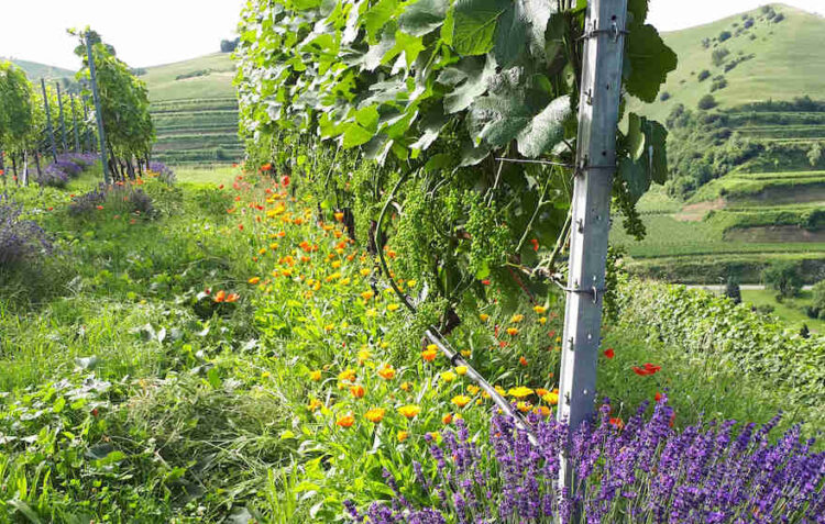 Bio weiter auf Erfolgskurs