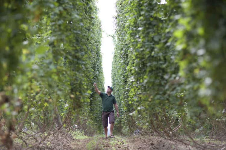 Bierausstoß weltweit rückläufig