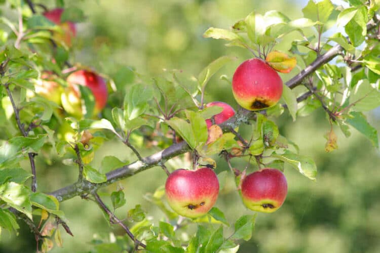 Deutlich geringere Apfelernte erwartet