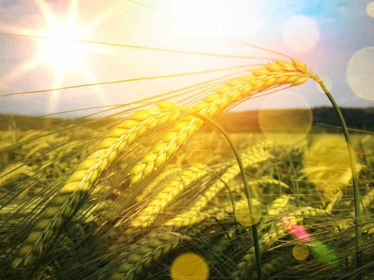 Nachhaltigkeit weiter im Fokus 1