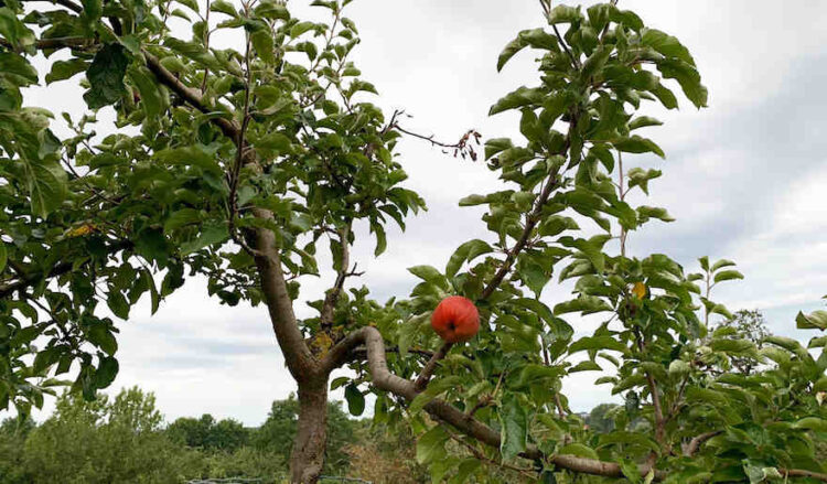 Äpfel werden deutlich teurer