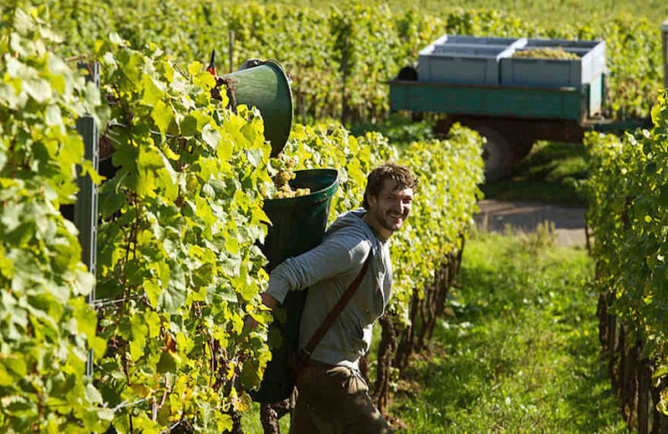 Weniger Wein geerntet