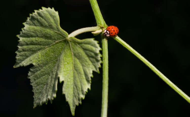 Nachfrage nach Bio wächst