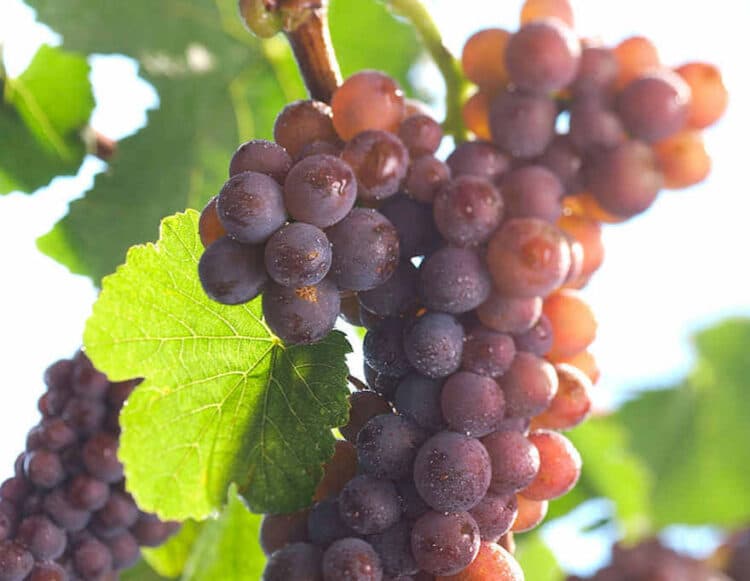 Weiße Sorten immer beliebter