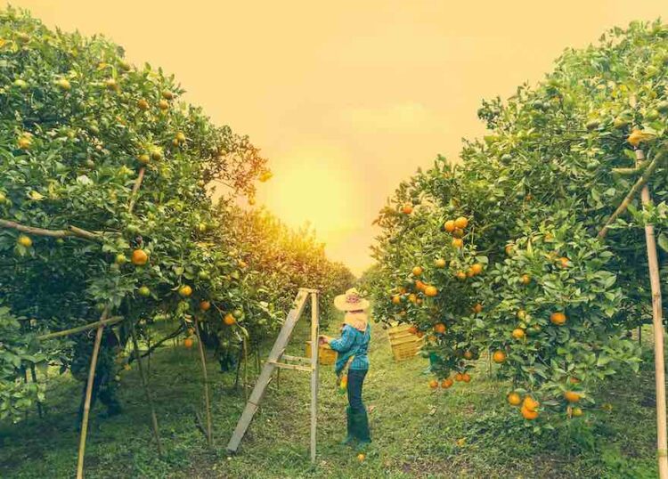 Eckes-Granini unterstützt Kleinbauern