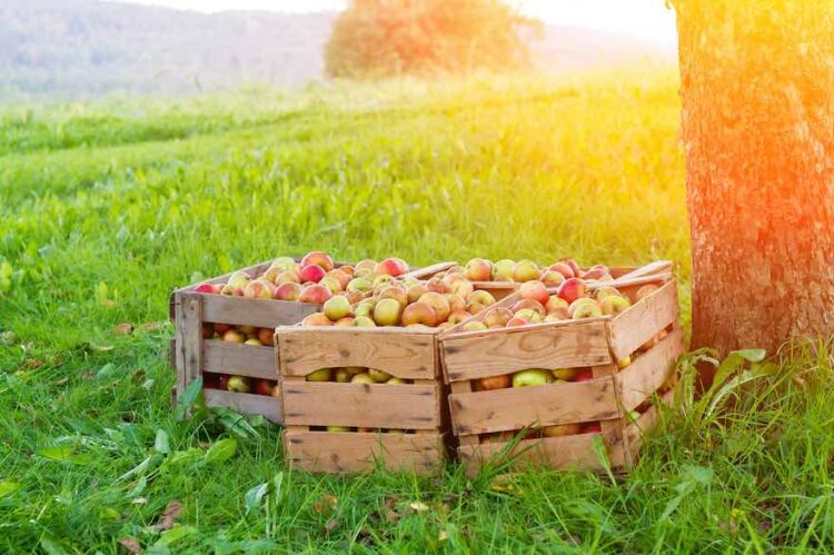 Safter erwarten reiche Apfelernte