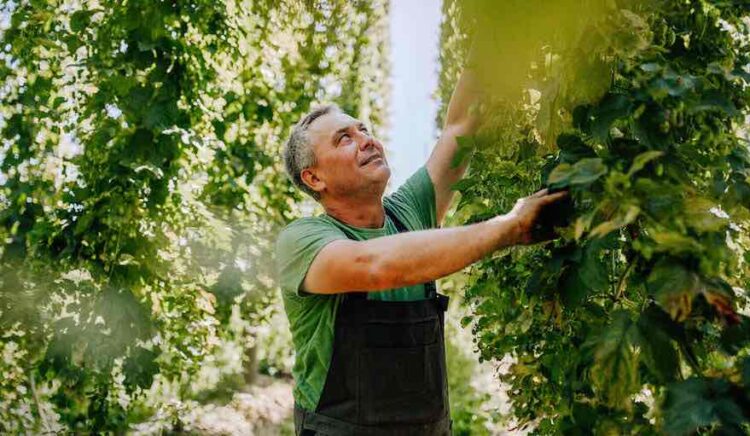 Gute Hopfenernte mit Überschüssen erwartet