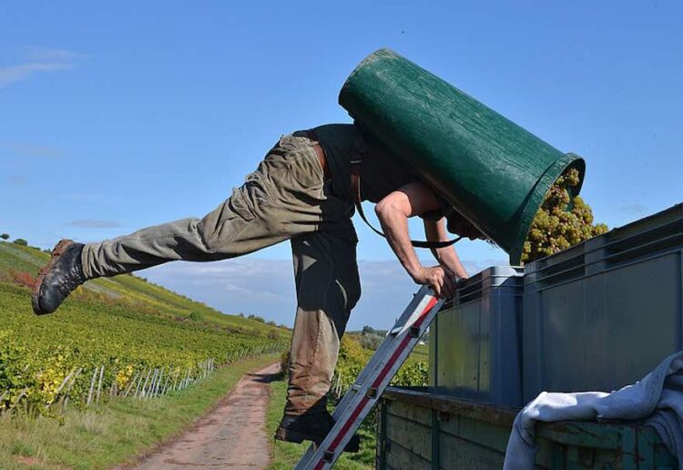 Winzer starten optimistisch in die Lese