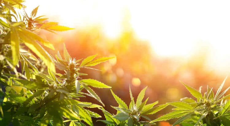 Start-up will Hanfgetränke neu erfinden