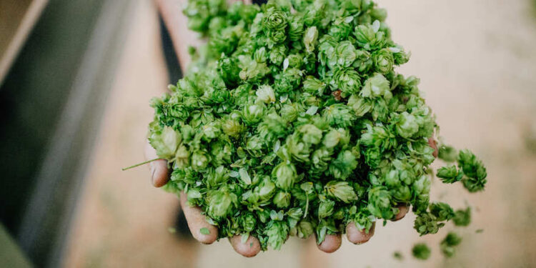 Hopfenernte 2020 unter Vorjahr