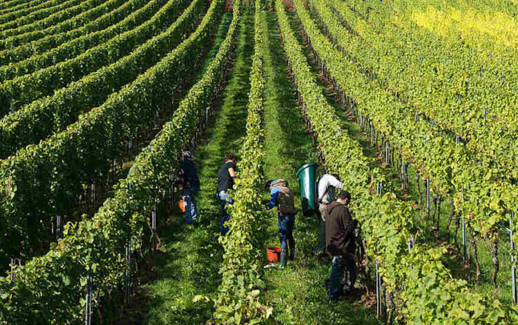 Späte, aber gute Ernte