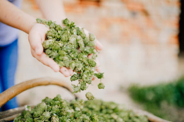 Hand mit Hopfendolden
