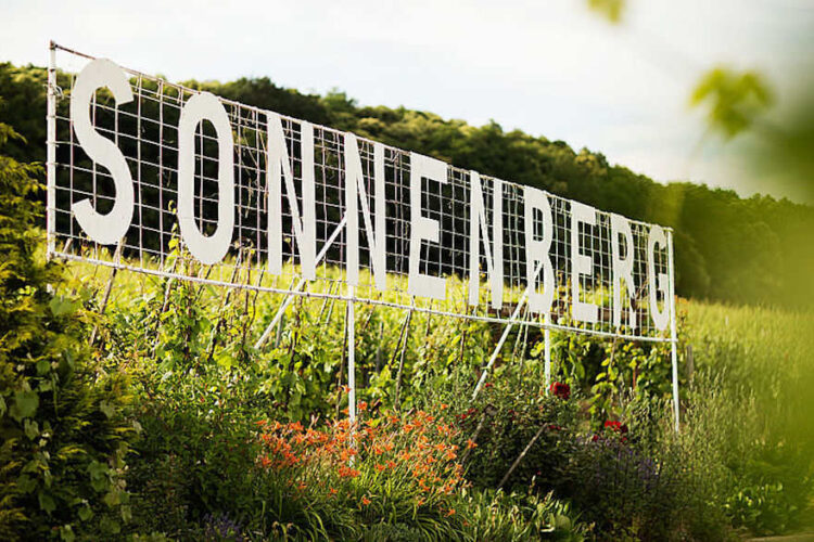 Pfälzer Weinberg Sonnenberg