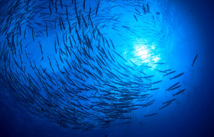 "Wir nutzen die Schwarmintelligenz"