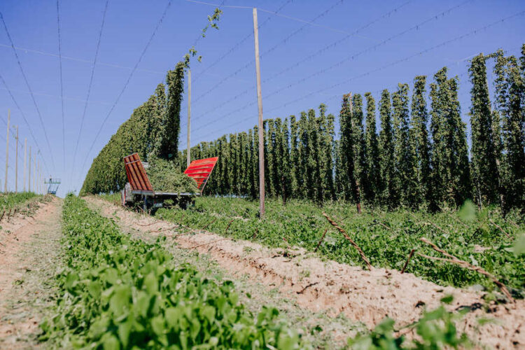 Weniger Hopfen, aber mehr Bier