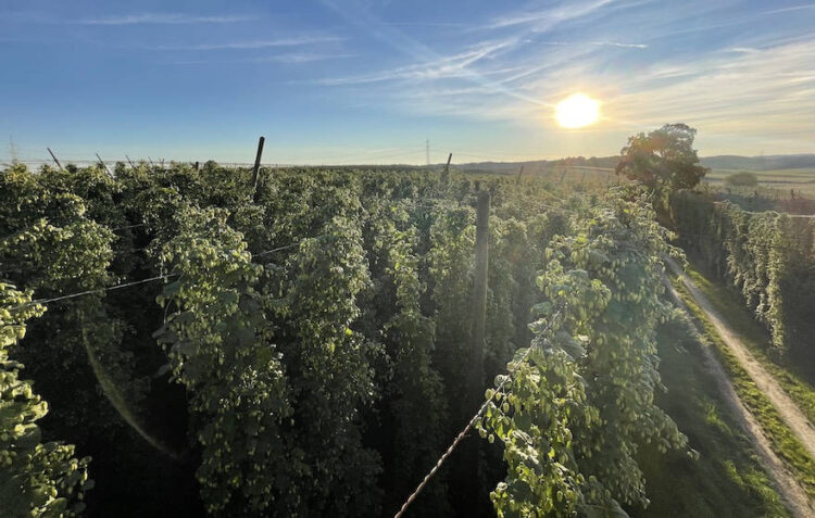 Erneut schlechte Hopfenernte erwartet