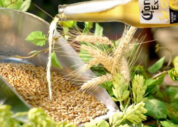 Corona-Bier wird aus einer Flasche in ein Stillleben mit Hopfen und Malz gegossen.