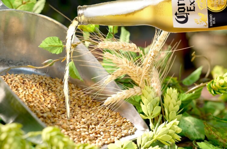 Corona-Bier wird aus einer Flasche in ein Stillleben mit Hopfen und Malz gegossen.