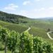 Weinberge in Franken