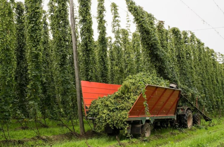 Traktor mit Anhänger bei der Hopfenernte