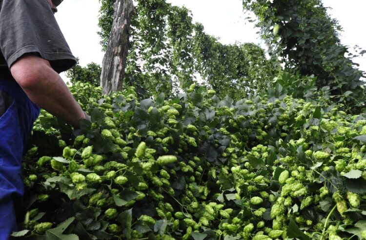 Hopfenpflanzer bei der Ernte