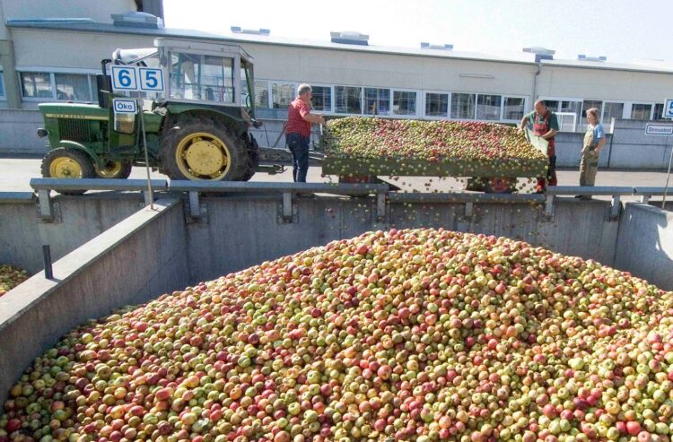 Mostäpfel werden vom Anhänger eines Traktors abgeladen.